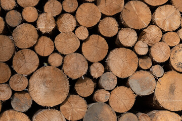 Waldsterben in Deutschland