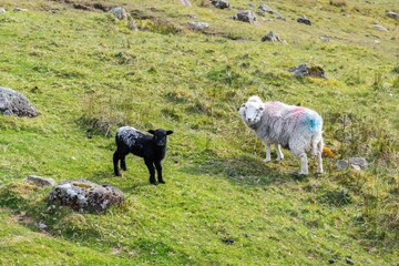 Obraz premium sheep in field 