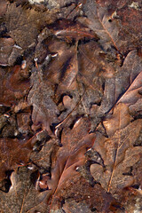 Mixed brown autumn leaves on the ground..       Shot in Sweden, Scandinavia