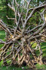 trees in the forest