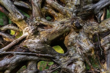 trees in the forest