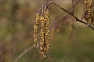 Hay fever season: male catkins of European black alder in a cloud of pollen in spring