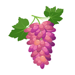 Bunch of red grapes. Grape product, vector illustration isolated on white background.