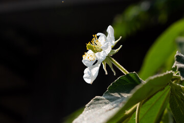 white butterfly on a flower