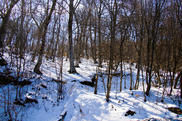 Winter forest landscape and view with snow and sunlight