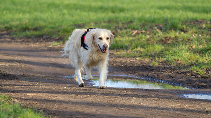 golden retriever dog running with a red harness on at spring