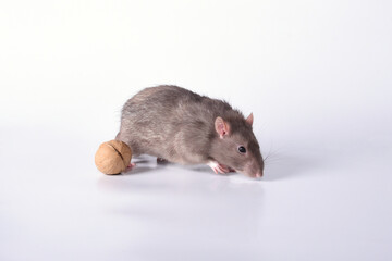 Brown wild breed rat on white background in studio with walnut