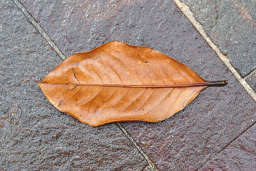 Close Up of Dried Leaf on Grey Stone Pavement