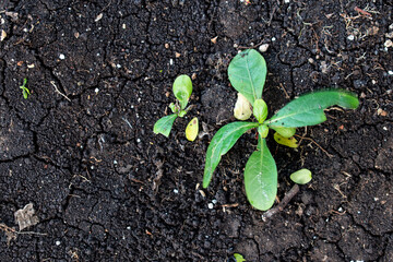 young plant growing in soil
