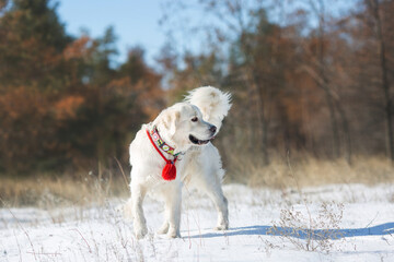 dog golden retriever in winter 