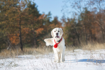 dog golden retriever in winter 