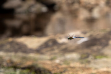 dragon-fly over the sea