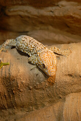 Closeup shot of oriental garden lizard with closed eyes. Calotes versicolor, Garden lizard.