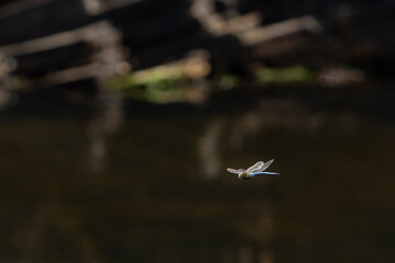 Insect, Real dragonfly over the sea