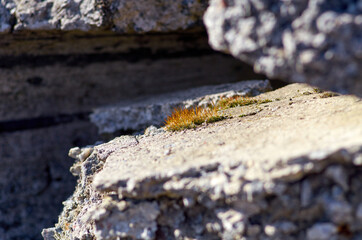 Small moss grows on the concrete block