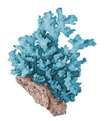 Coral isolated on white background