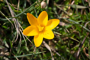 Beautiful Crimean early flower-yellow crocus narrow-leaved.