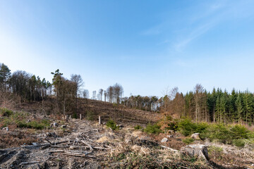 Waldsterben in Deutschland