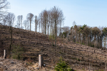 Waldsterben in Deutschland