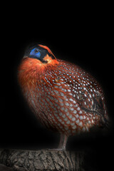 Horned pheasant in attire vestment Tragopan Temminka on black background