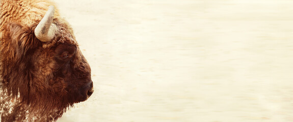 Bison bonasus - European bison portrait head close up - isolated on white in banner format copy space © shediva