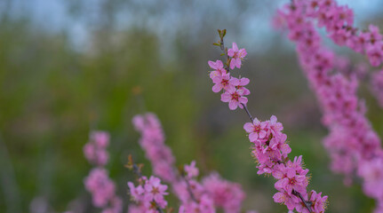 Naklejka premium Blossom tree over nature background. Spring flowers. Spring background.