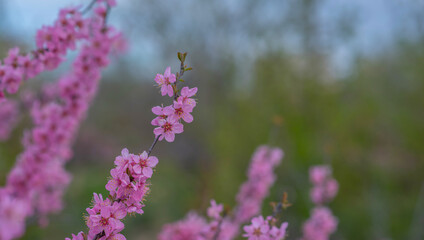 Obraz premium Blossom tree over nature background. Spring flowers. Spring background.