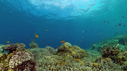 Colourful tropical coral reef. Scene reef. Seascape under water. Philippines.