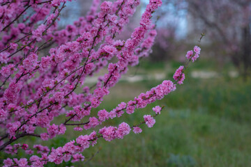 Obraz premium Sweet Cherry blossoms of warm spring. Fresh green tree leaves. Beautiful Japanese ornamental cherries in pink in close-up. Natural background.
