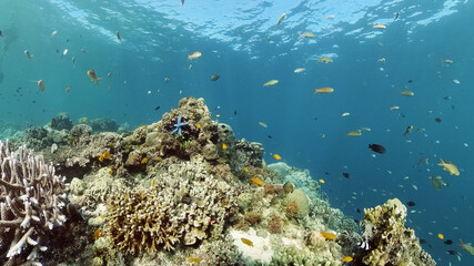 Fototapeta na wymiar Beautiful underwater landscape with tropical fish and corals. Hard and soft corals, underwater landscape. Travel vacation concept. Philippines.