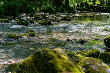 river in the forest