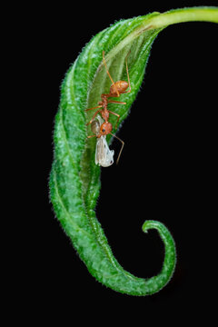 Close-up of an ant on a leaf carrying a dead insect, Indonesia
