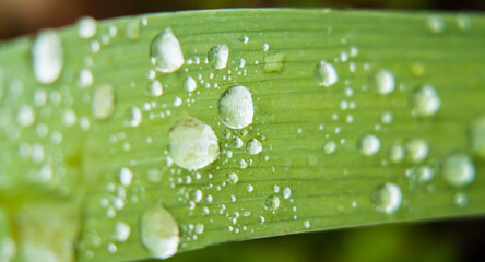 Water droplets on a long green leaf. Macro photography