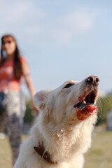 Portrait of a white Swiss Shepherd.
