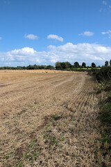Fototapeta na wymiar Wheat fields in the summertime.