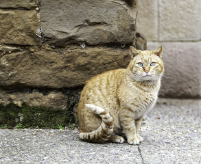 Orange cat resting street