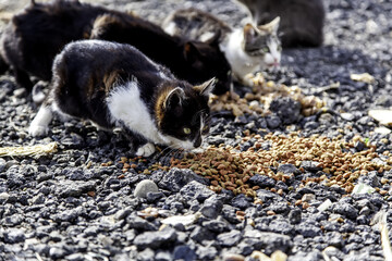 Stray cats eating on the street