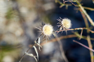 Photo of two dried thorny plants