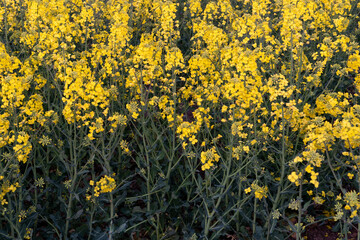 A beautiful yellow field with flowering rapeseed on the background of a blue sky and fluffy clouds. Eco-friendly agriculture.