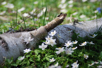 Spring time in Sweden and the ground is covered with white anemones. A wooden log is hidden among the flowers.