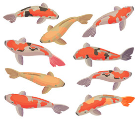 Vector set with Red and gold koi fishes. Flat cartoon icon isolated on white background.