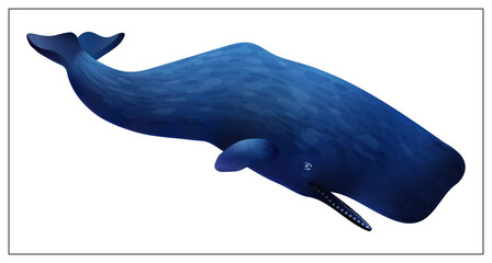 Vector blue whale. Flat cartoon icon isolated on white background in realistic style.