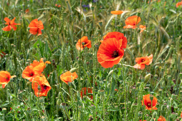 A wild field of flowers in the countryside. A large field of red poppies with beautiful blooming buds.