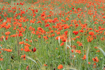 A wild field of flowers in the countryside. A large field of red poppies with beautiful blooming buds.