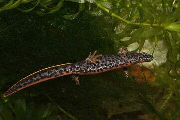 Closeup on an aquatic Danube newt, Triturus dobrogicus among green waterplants