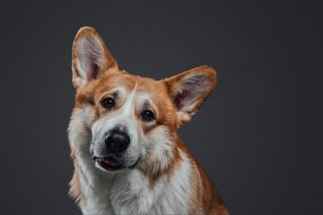 Beautiful flying ears of listening welsh corgi redhead breed dog turns head on dark background in studio.