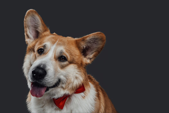 Beautiful professional portrait of a ginger adult welsh corgi dog with red butterfly sits on black background.
