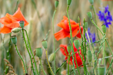 A field of red poppies with blooming buds. Red Poppy as a Symbol of World War I Memorial Day. wildflower field.