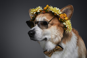 A dog of the breed of wales corgi pembroke posing in studio with wreath of flowers and wearing sunglasses, yellow butterfly on neck.