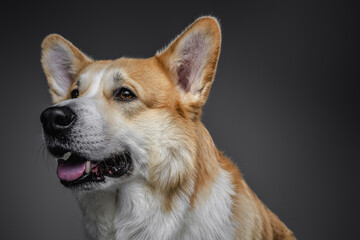 The welsh corgi redhead dog makes a variety of naughty and lovely, happy and sad expressions, posing on dark background in studio with light.